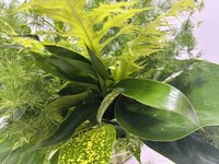 Green Magic with Vase